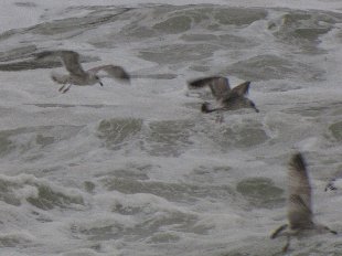 mouettes dans les vagues
