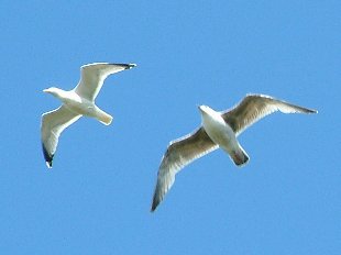 mouette en vol