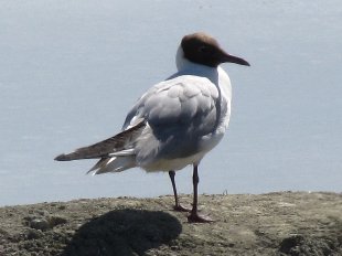mouette rieuse