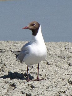 mouette rieuse
