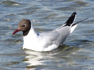 mouette rieuse dans l'eau