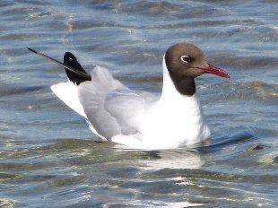 mouette rieuse