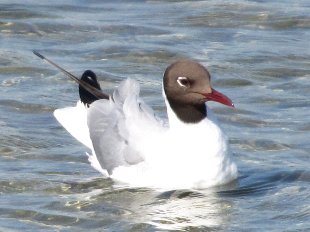 mouette rieuse nageant
