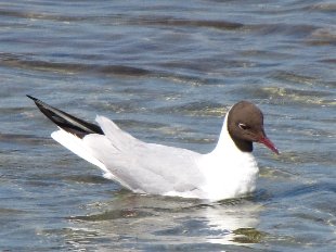 mouette rieuse dans l'eau