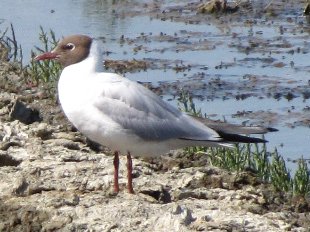 mouette rieuse