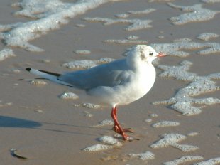 Mouette mélanocéphale