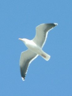 mouette en vol
