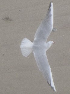 mouette en vol