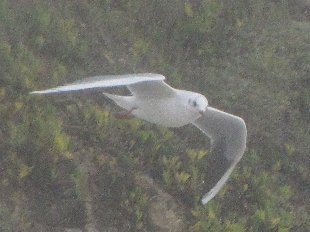 Mouette mélanocéphale en vol