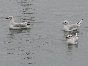 mouettes pygmées