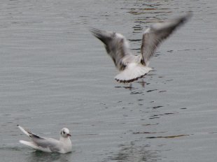 Mouette pygmée en vol