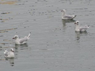 Mouettes pygmées