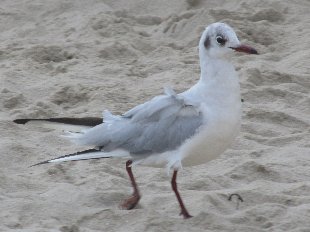 Mouette pygmée