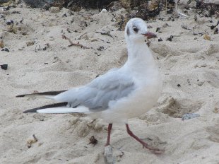 Mouette pygmée