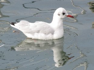 Mouette pygmée
