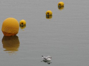 Mouette pygmée