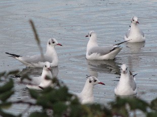 Mouette pygmée