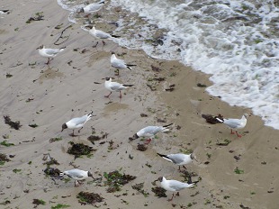 mouettes rieuses