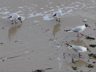 mouette rieuse