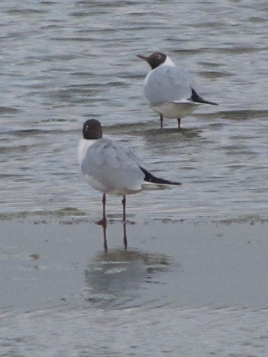 mouettes rieuses
