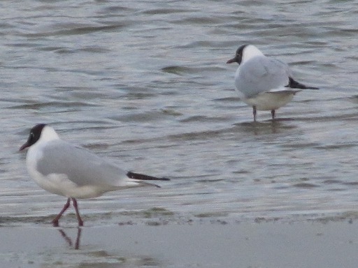 Mouettes rieuses