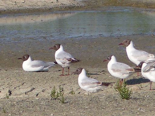 mouettes rieuses