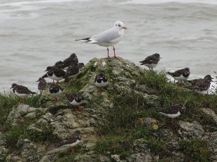 Mouette mélanocéphale et Gravelots