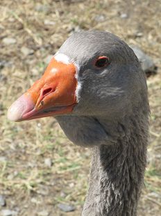 tête d'oie