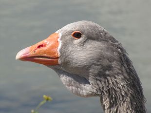 Tête d'oie