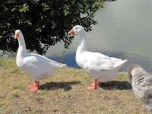 Oies blanches