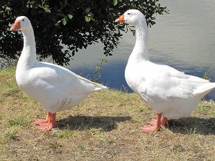 Oies blanches