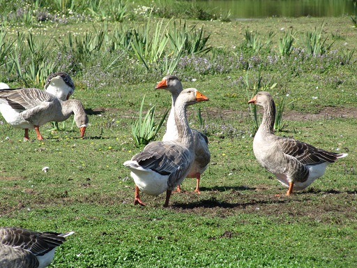 Troupeau d'Oies