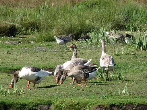 Troupeau d'Oies