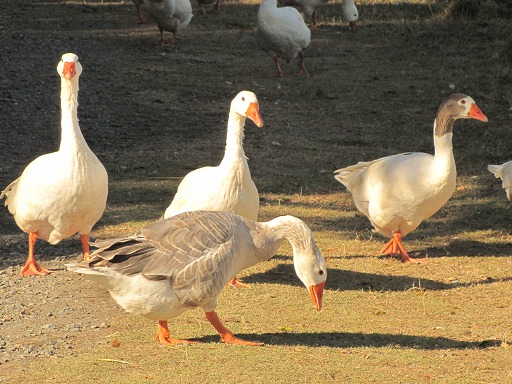 Troupeau d'Oies