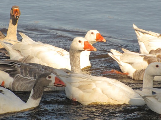 Troupeau d'Oies