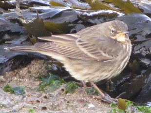 Pipit Maritime