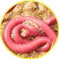 Mouron de sable ou Mille-pattes
