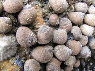 Bigorneaux