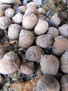 Bigorneaux