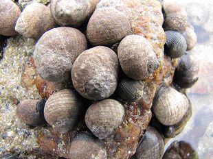 Bigorneaux