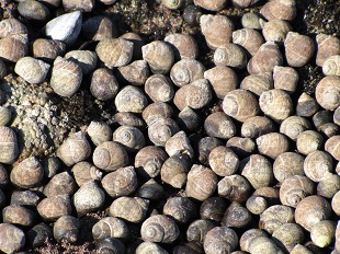 Bigorneaux