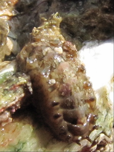 Chiton