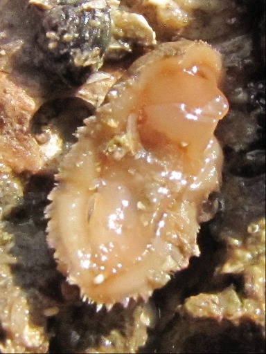 Chiton sur le dos