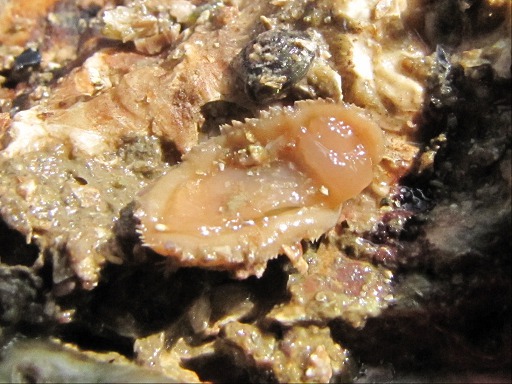 Chiton sur le dos