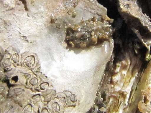 Chiton sur une coquille d'huître