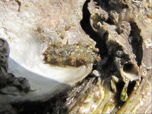 Chiton sur une coquille d'huître