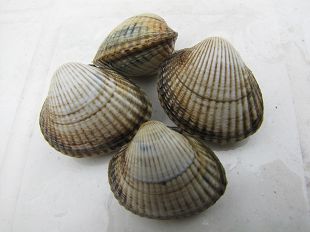 Coques ou Bénons