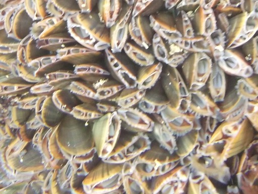 Jeunes Moules sauvages