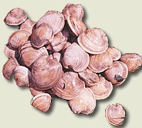 Clams