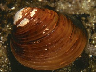 Clam